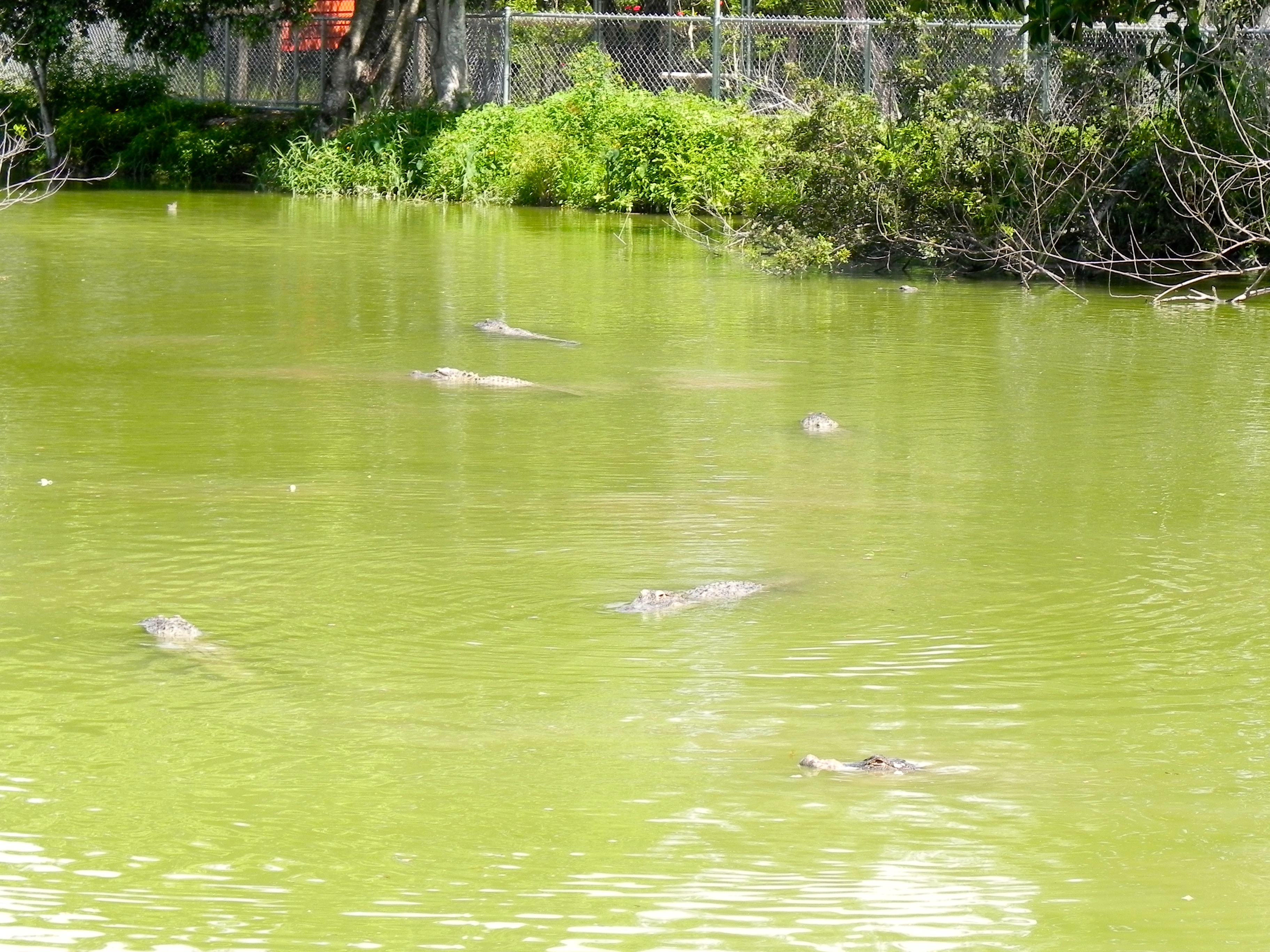 blog-everglades-floride