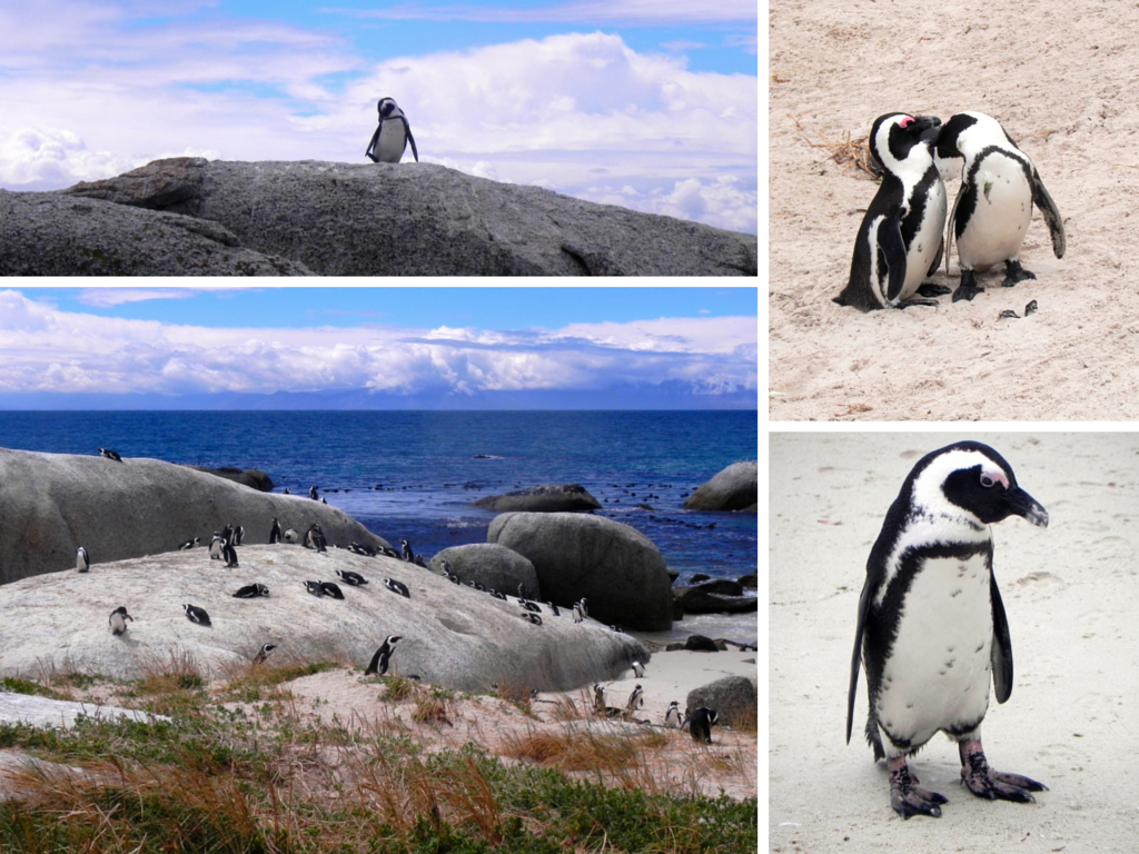 blog-voyage-capetown