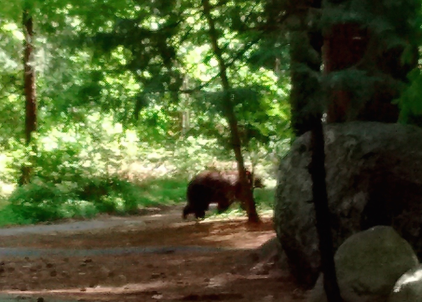 bear-yosemite