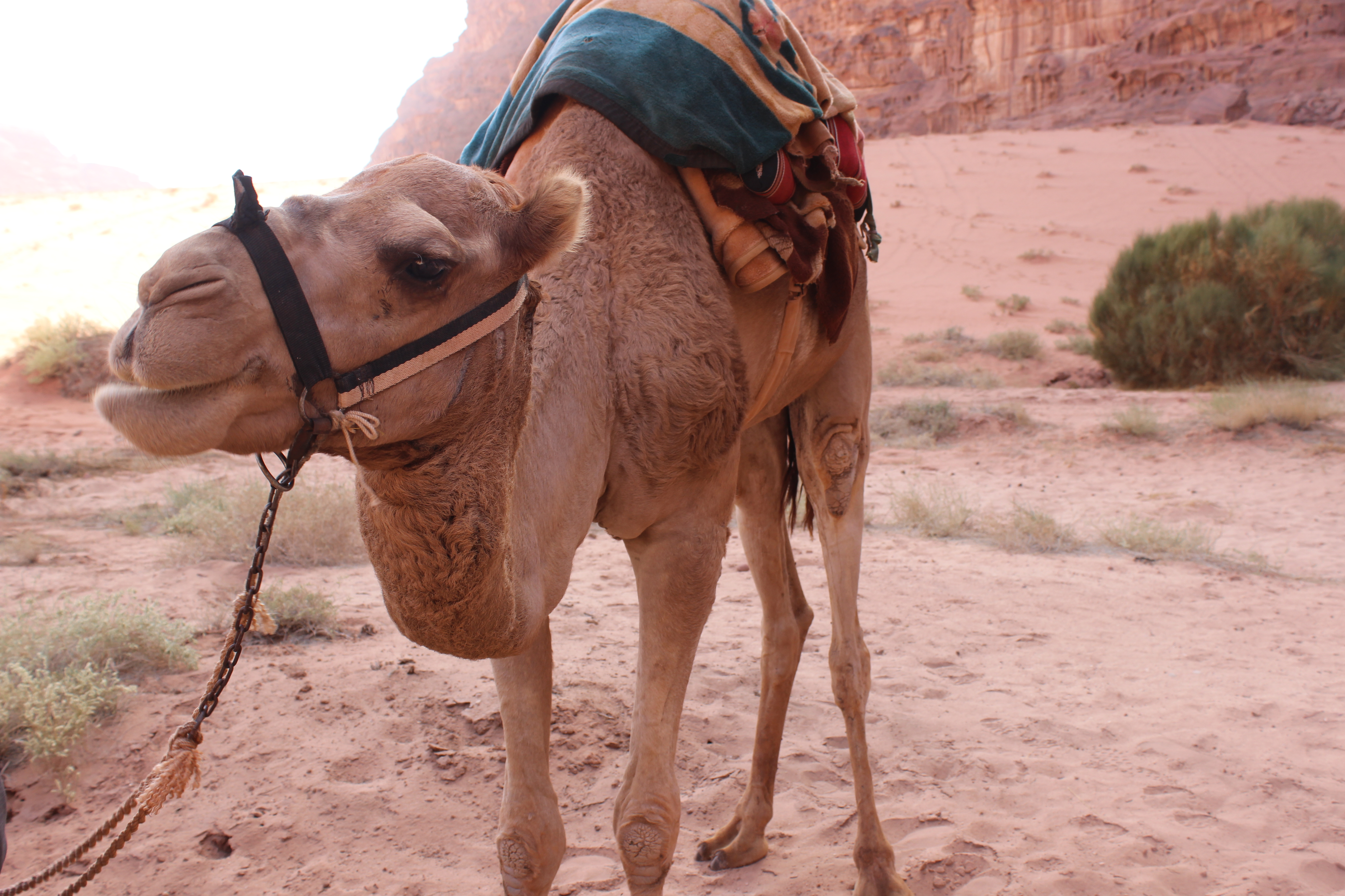 blog-jordanie