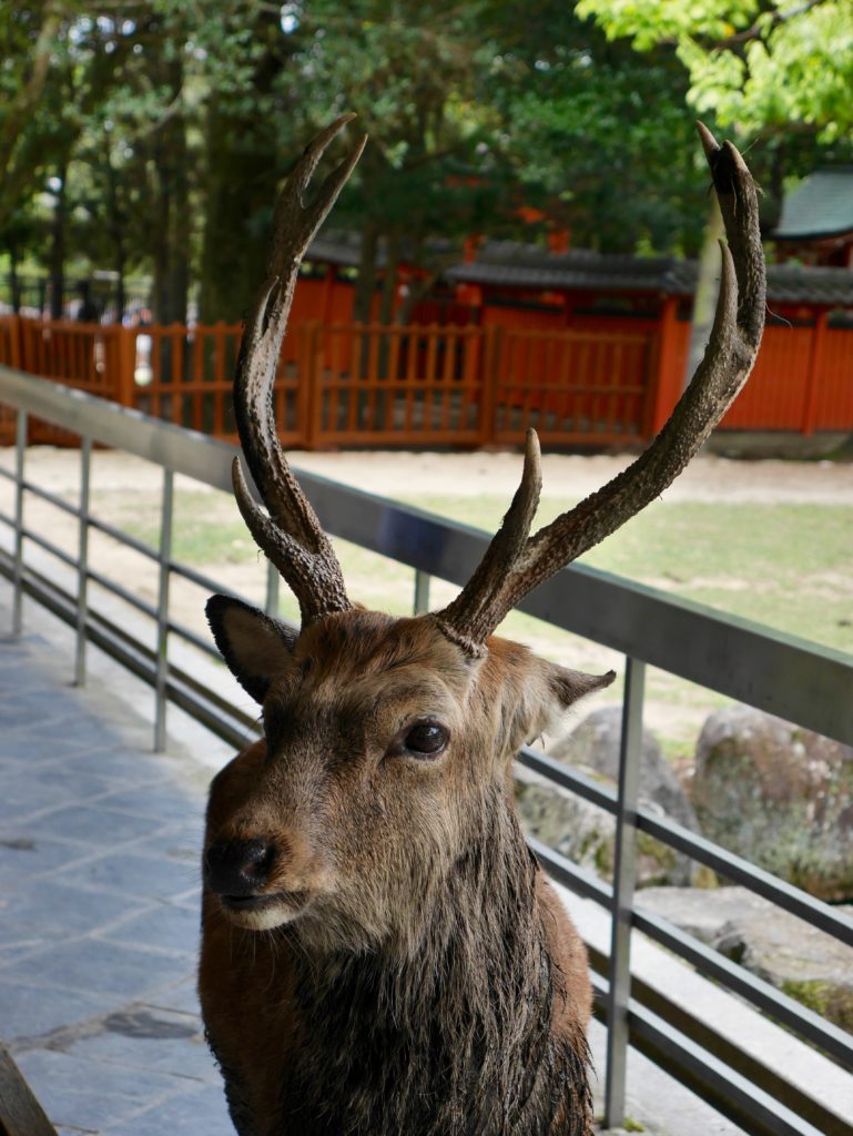 blog-nara-japon