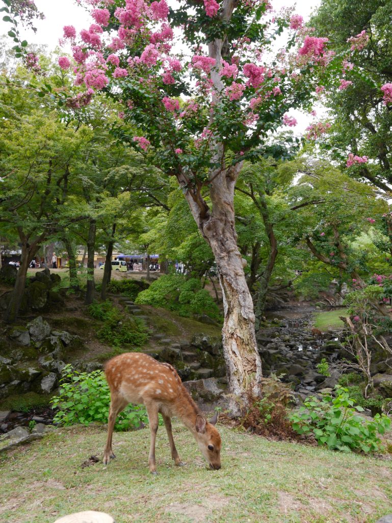 daims-nara-japon