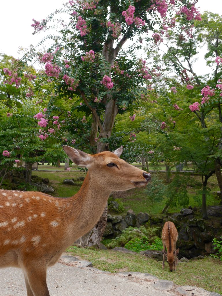 daims-nara-japon