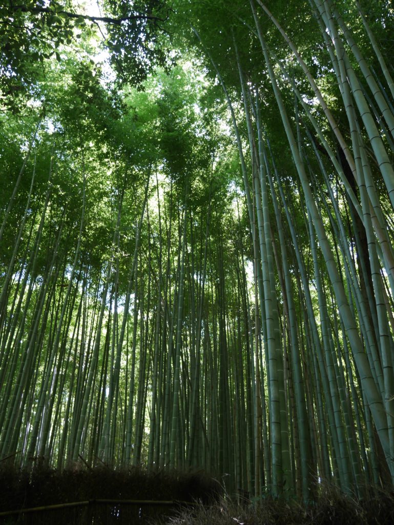 bambouseraie-arashiyama-kyoto