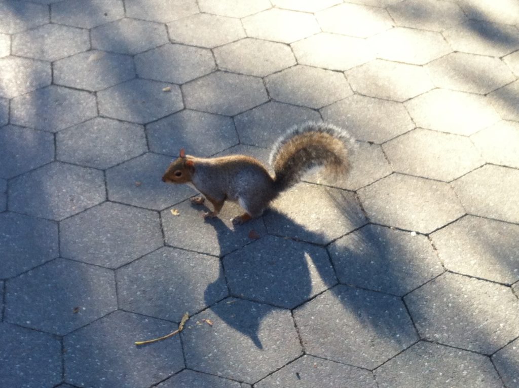 washington-square-park