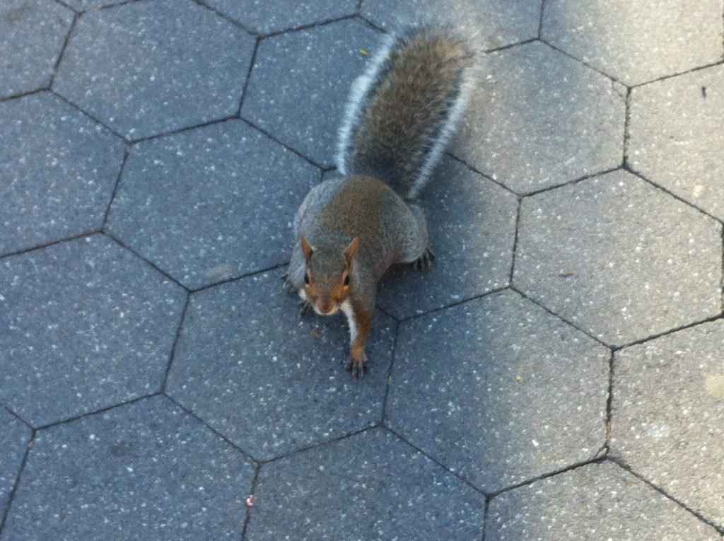 washington-square-park