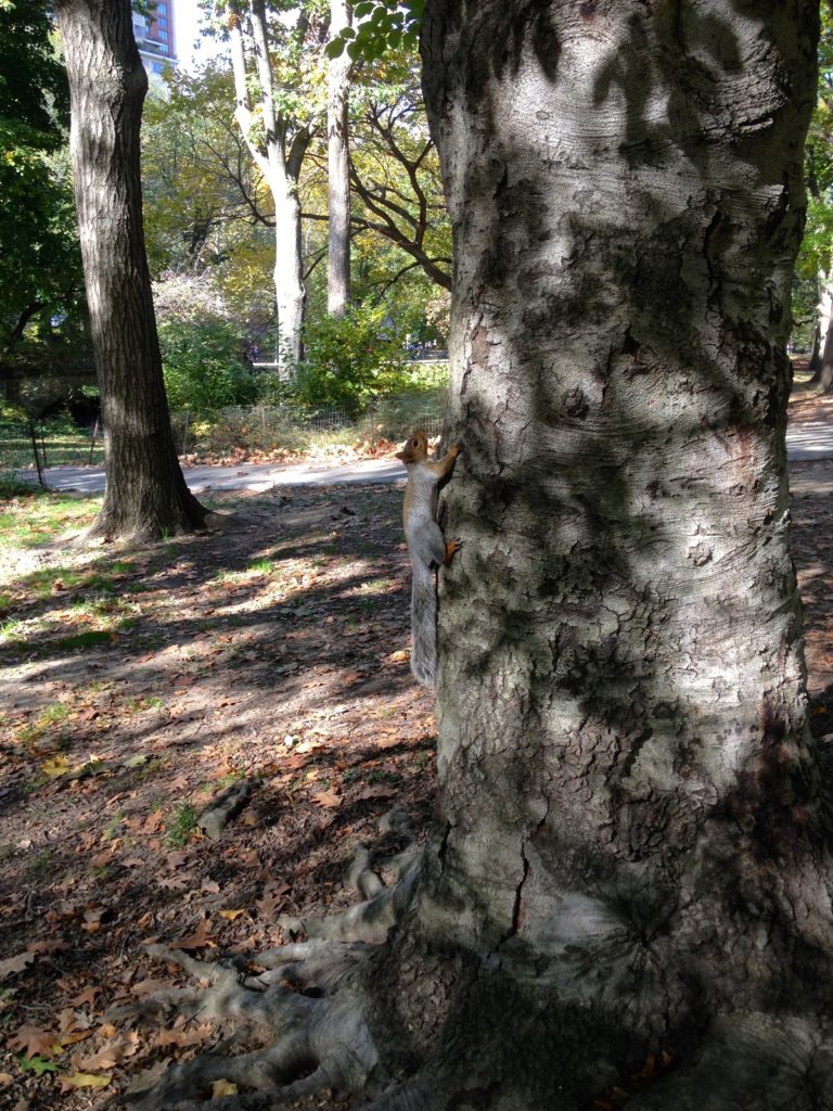 Central-park