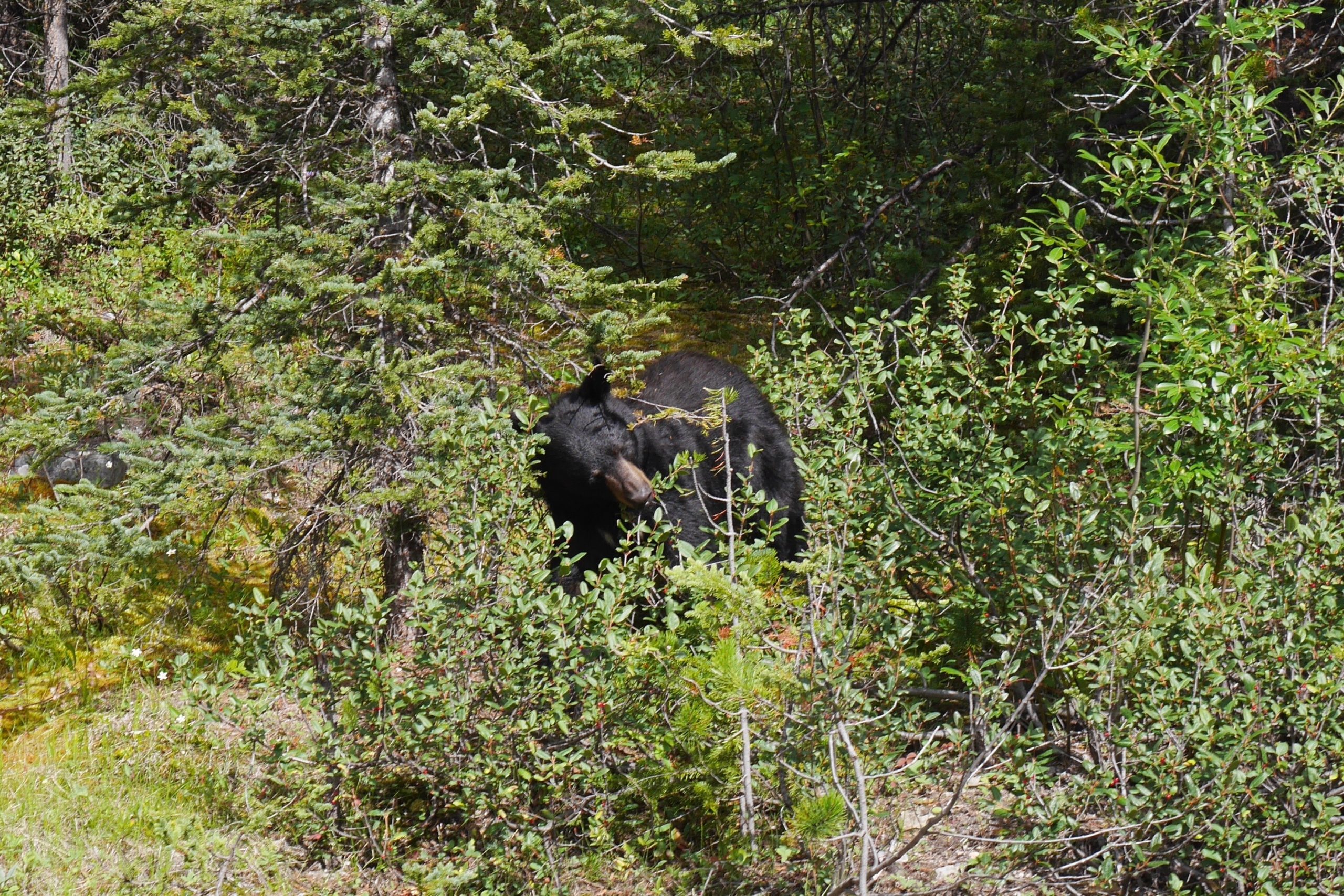ours-banff