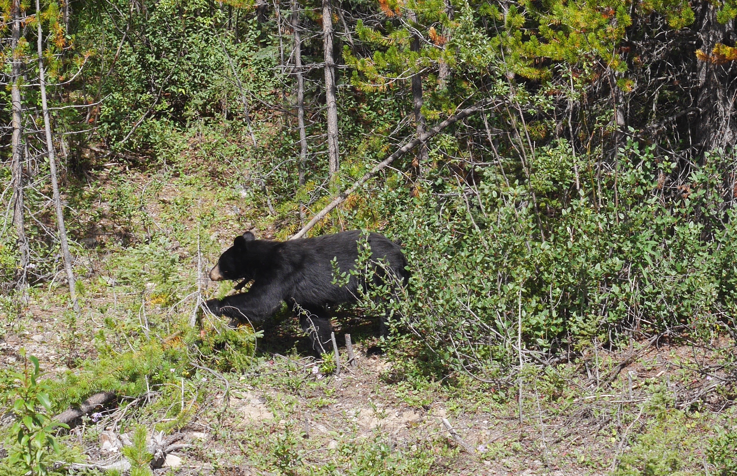 ours-noir-banff