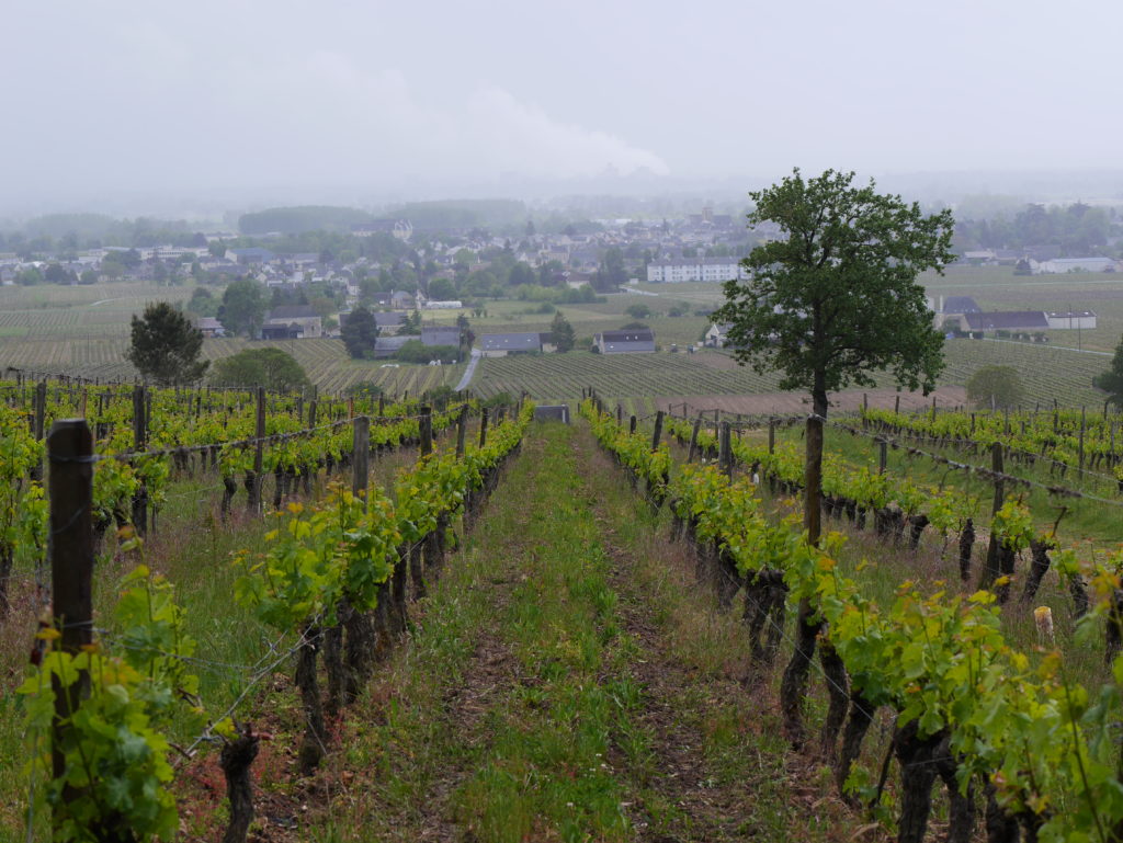 bourgueil